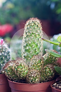 Potted cactus photo