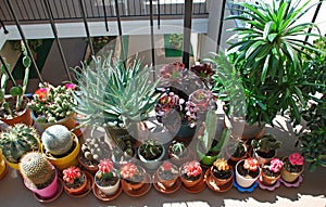 Potted cactus garden on a tri-level condo building walkway,