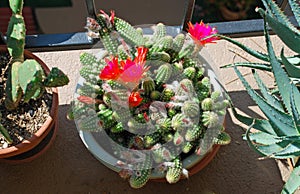 Potted cactus garden on a tri-level condo building walkway,