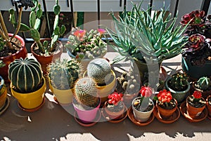 Potted cactus garden on a tri-level condo building walkway,