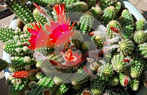 Potted cactus garden on a tri-level condo building walkway,