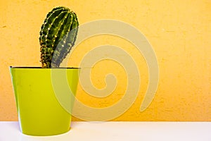 Cactus plant in green pot. Potted cactus house plant on green shelf against pastel mustard colored wall