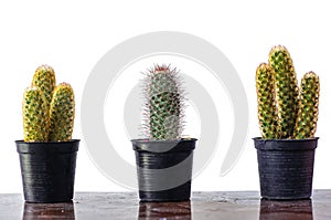 Potted cactus isolated over white background, clipping path included