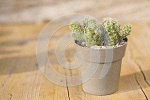 Potted cactus plant on the table, close-up image