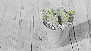 Potted cactus plant on the table, close-up image