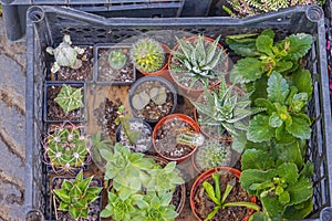 Potted Cactus Plants