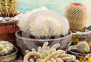 Potted cactus plants collections