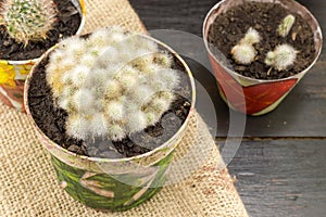 Potted cactus plants collections