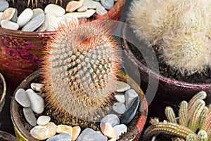Potted cactus plants collections
