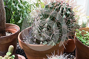 Potted Cactus at Sonnenberg Gardens