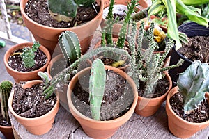 Potted cactus and succulents
