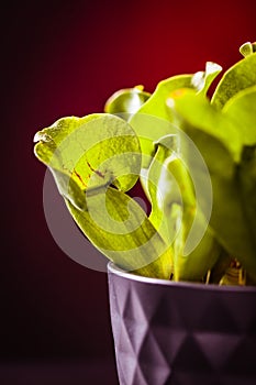 Potted carnivorous plant detail