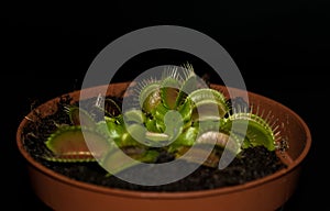 Potted carnivorous plant - Dionaea Muscipula or Venus Flytrap