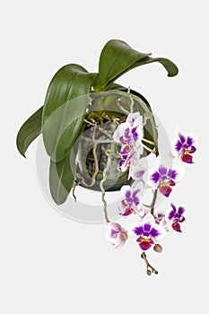 Potted Cerise Colored Phalaenopsis Orchid Green Leaves and Root photo