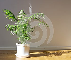 Potted Chamaedorea elegans. Parlor palm with sunlight. Tropical plant on floor photo