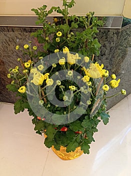 Potted Chrysanthemum put in the living room for Chinese Lunar New Year decoration