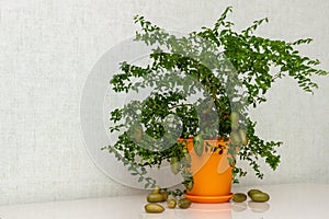 Potted citrus plant Microcitrus Australasica with ripe outlandish fruits on the table, copy space. Australian finger lime tree