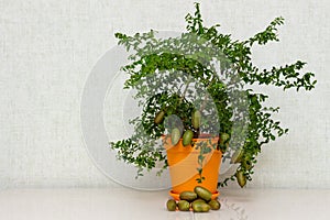 Potted citrus plant Microcitrus Australasica with ripe outlandish fruits on the table, copy space. Australian finger lime tree