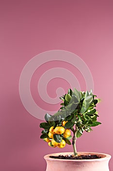 Potted citrus tree with fruit