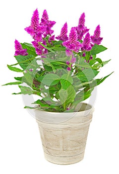 A potted cockscomb celosia spicata plant