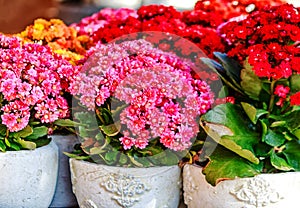 Potted colorful succulent Kalanchoe blossfeldiana flowers