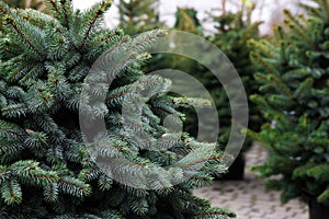 Potted coniferous plants at Christmas tree market