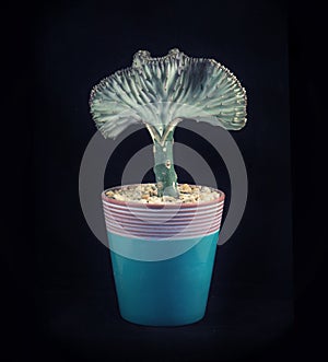 Potted coral cactus - Eurphorbia Lactea Crest photo