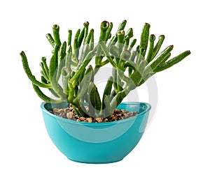 Potted crassula ovata Gollum Jade isolated on a white background. Unusual succulent with tubular leaves grows in an oval turquoise
