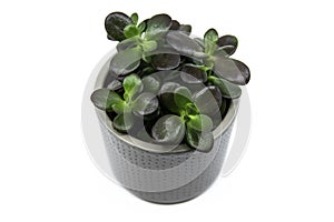 Potted Crassula ovata or Pigmyweeds home plant isolated on white background