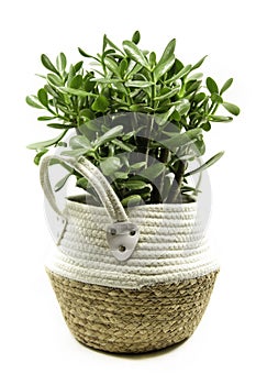 Potted Crassula ovata or Pigmyweeds home plant isolated on white background