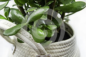 Potted Crassula ovata or Pigmyweeds home plant isolated on white background