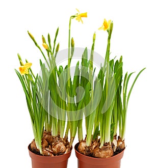 Potted daffodil flowers grow pots isolated