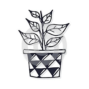 Potted desert plant. Vector illustration decorative design photo