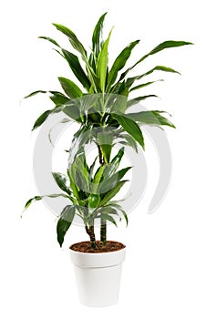 Potted Dracaena janet craig, Dragon plant or Water Stick Plant