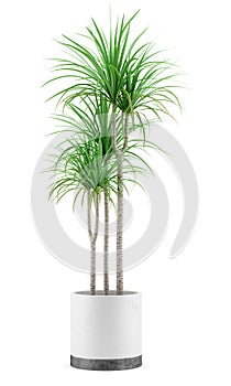 Potted dracena palnt isolated on white