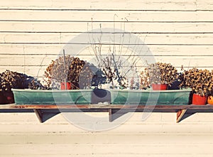 Potted dried flower on the shelf