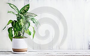 Potted Dumb Cane Dieffenbachia over a White Table photo
