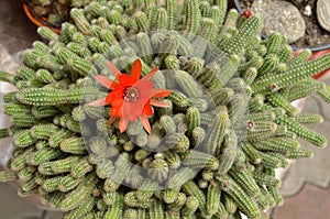 Potted Echinopsis chamaecereus, peanut cactus, flowering cactus. Top view