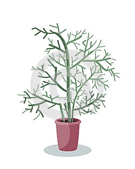 Potted Euphorbia tirucalli Linn., Euphorbia tirucalli or Pencil Tree, vector illustration. Houseplant, home plant
