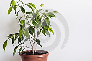 Potted ficus benjamin houseplant against a white wall. Styled Mockup for Text Template