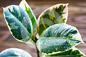 Potted ficus elastica plant, on a wooden background, closeup, selectiv focus. Urban gardening, home planting.