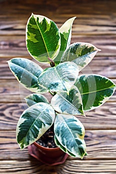 Potted ficus elastica plant, on a wooden background, closeup, selectiv focus. Urban gardening, home planting.