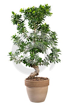 Potted Ficus ginseng plant in terracotta pot