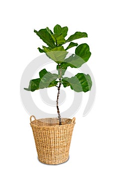 Potted Ficus Larata or Fiddle Leaf Fig Tree Isolated