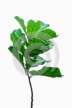 Potted Ficus Larata or Fiddle Leaf Fig Tree Isolated on White