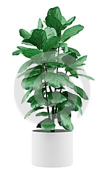 Potted ficus plant isolated on white
