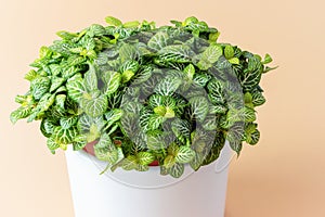 Potted fittonia plant with variegated dotted leaves
