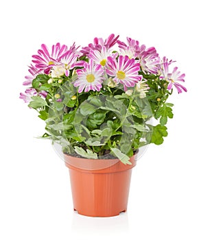 Potted flower