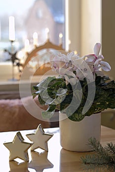 Potted flower, cyclamen on the window background