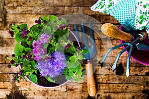 Potted flower and gardening tools